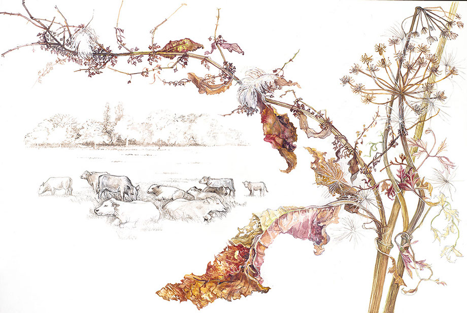 Suszie Vignoles artist Illustrator, Richmond
