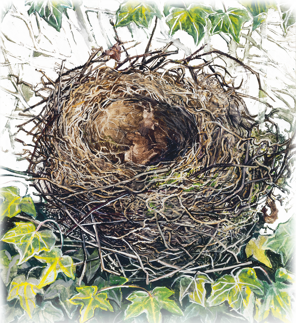 Suszie Vignoles nest